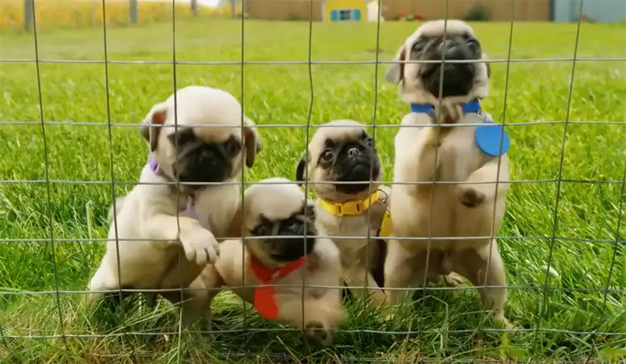 Four pug puppies looking out through a chain link fence